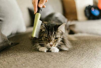 Cat hair 2024 loss treatment